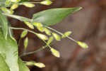 Bosc's panicgrass